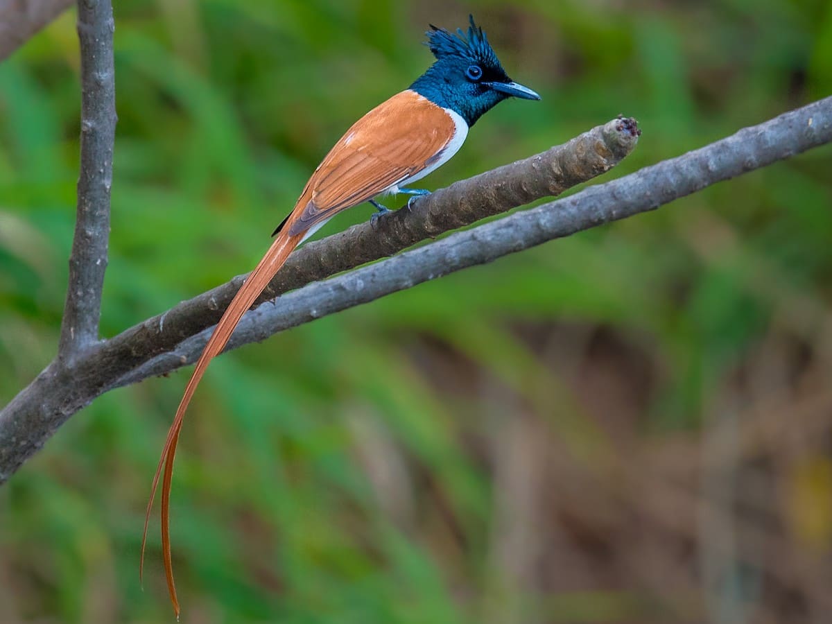 Indian Paradise-Flycatcher